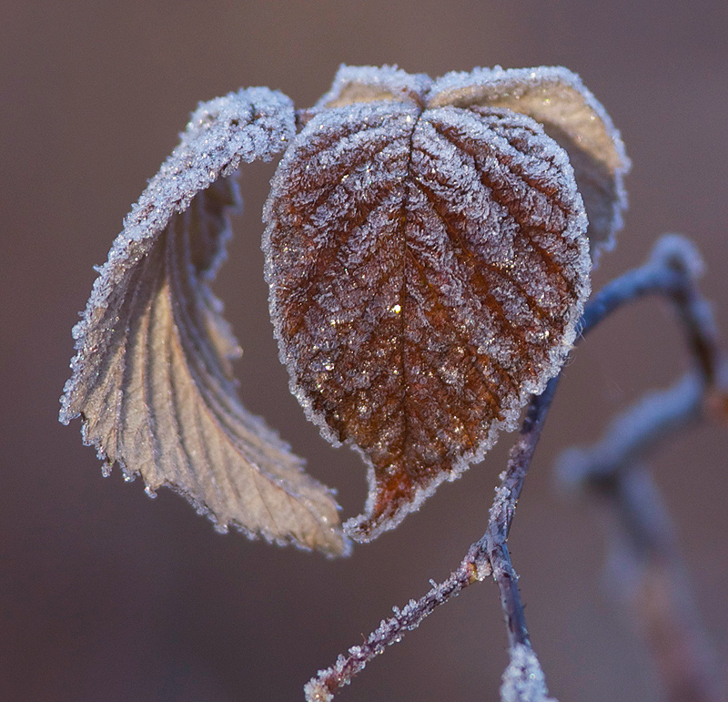 Frosted fall