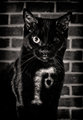 The Black Cat