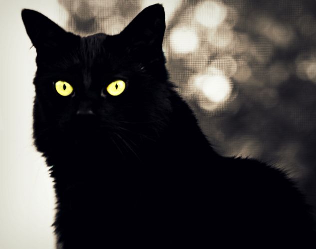 "The Black Cat"