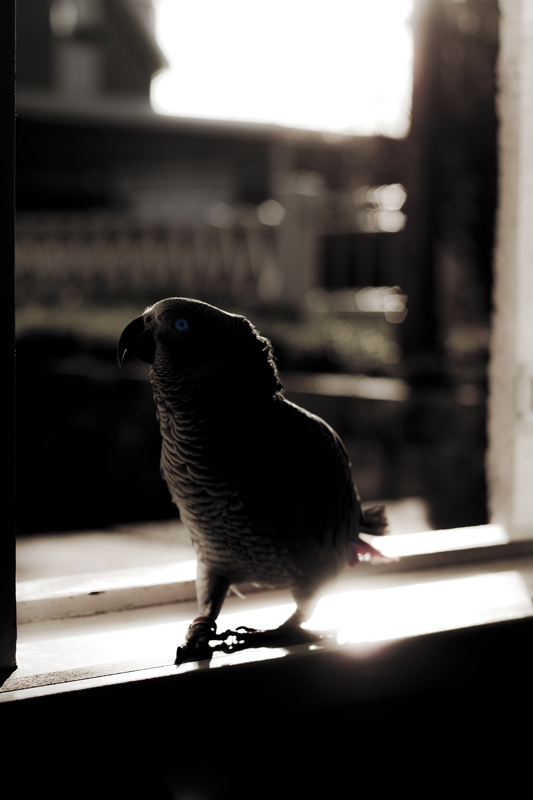 a big bird in the window