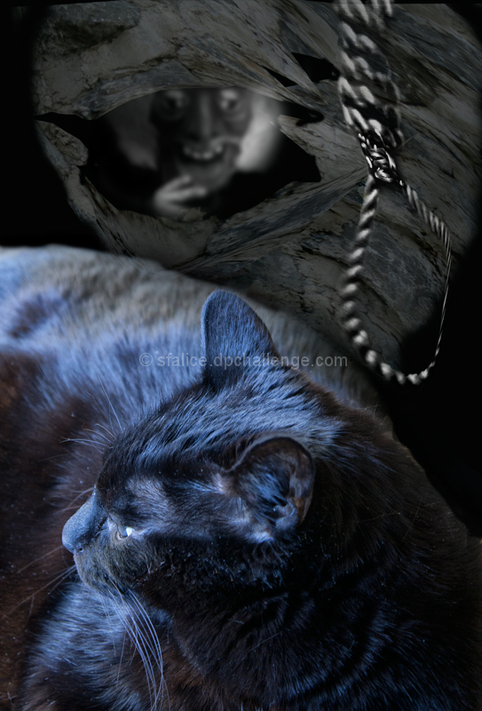 "The Black Cat" Plots Revenge