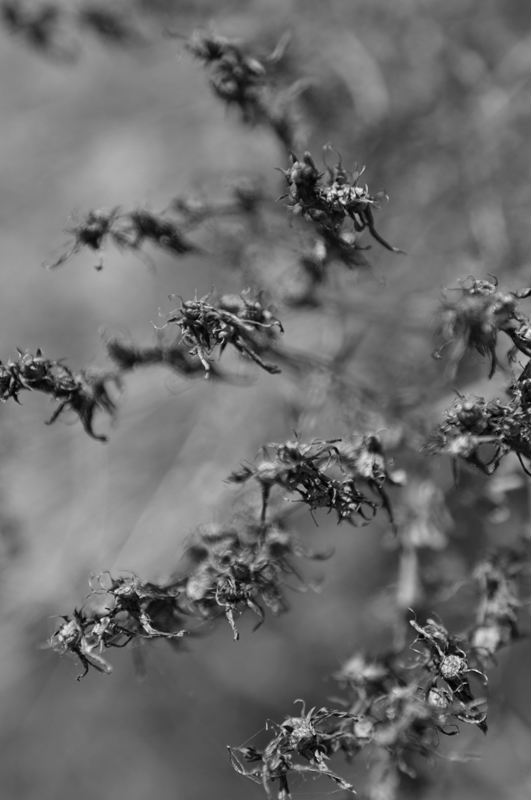 the leaves they were withering and sere;