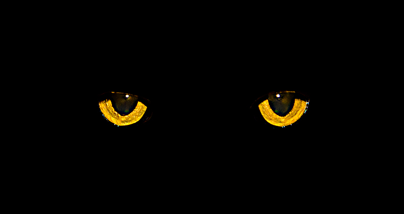 The Black Cat