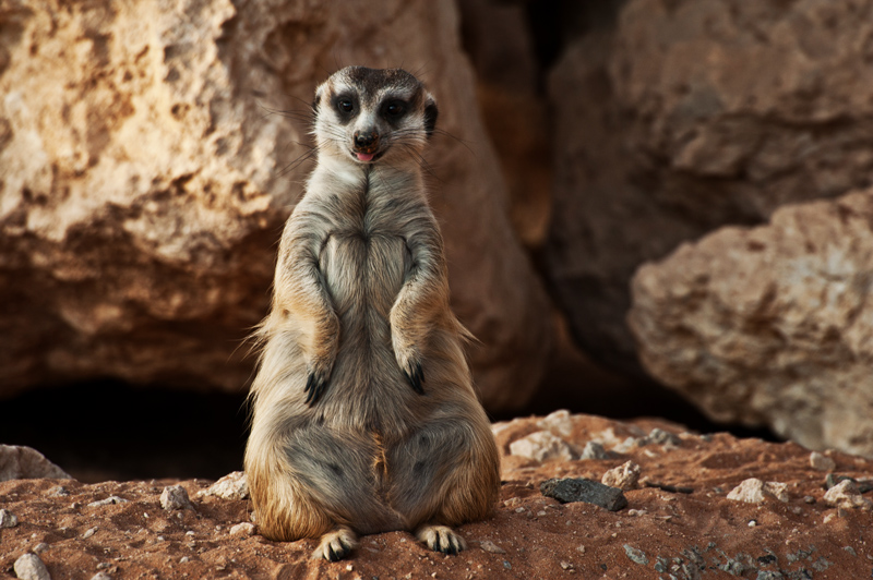 "Beauty of whatever kind...invariably excites the sensitive soul...."