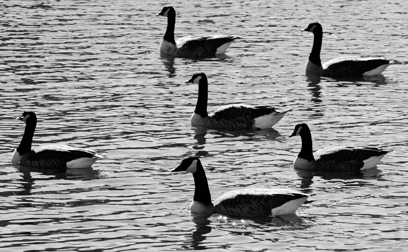 Fowl Formation