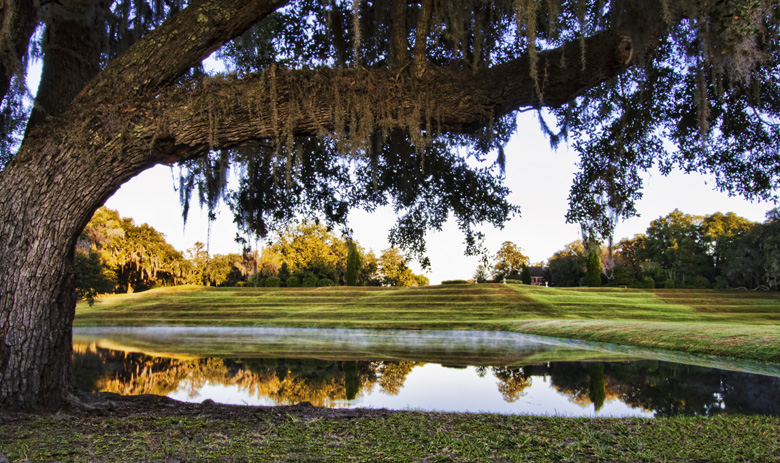 Live Oak Angle