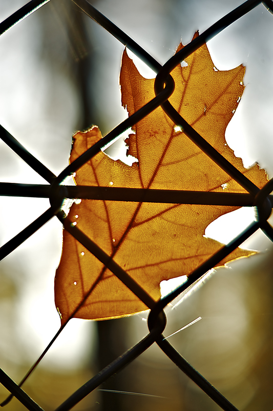 Fence Leaf