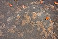 Leaf Ghosts