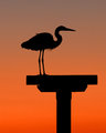 Egret at Sunset