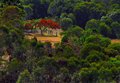 The Flame Tree