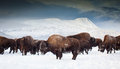 Alaska Bison