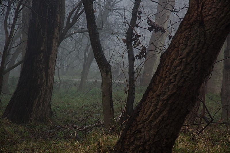 Fog, trees and Waldo