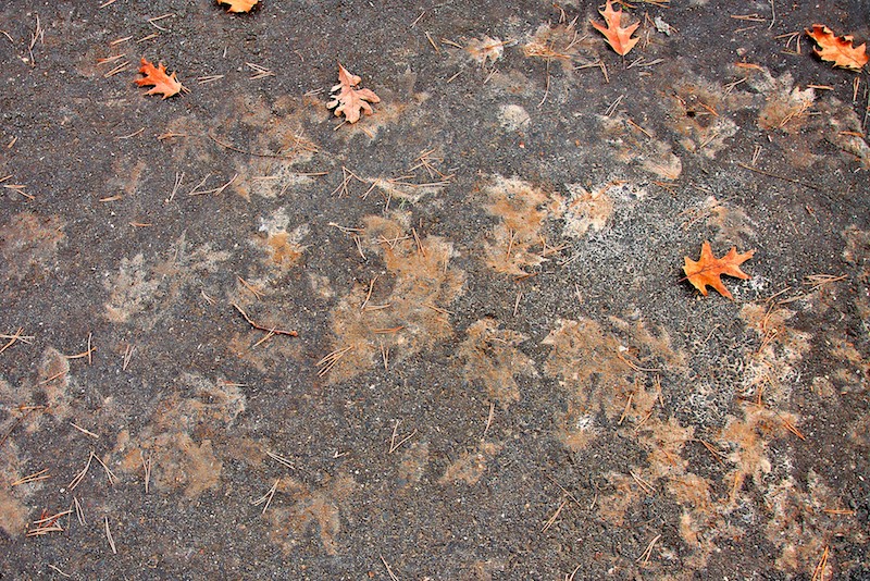 Leaf Ghosts