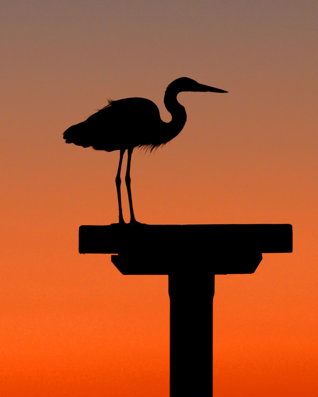 Egret at Sunset