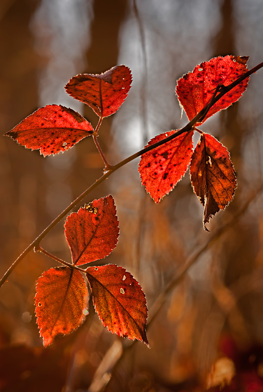 red leaves