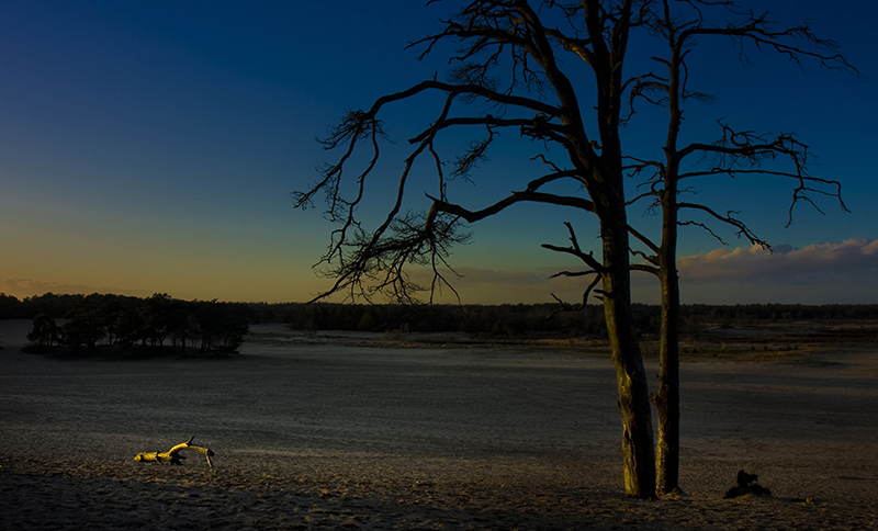 Winter tree