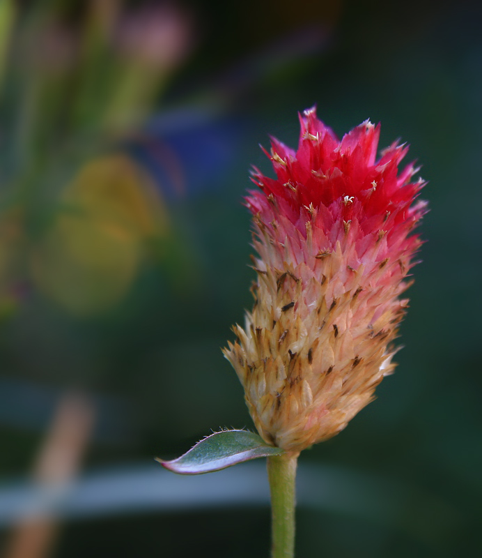 The Magic Sceptre