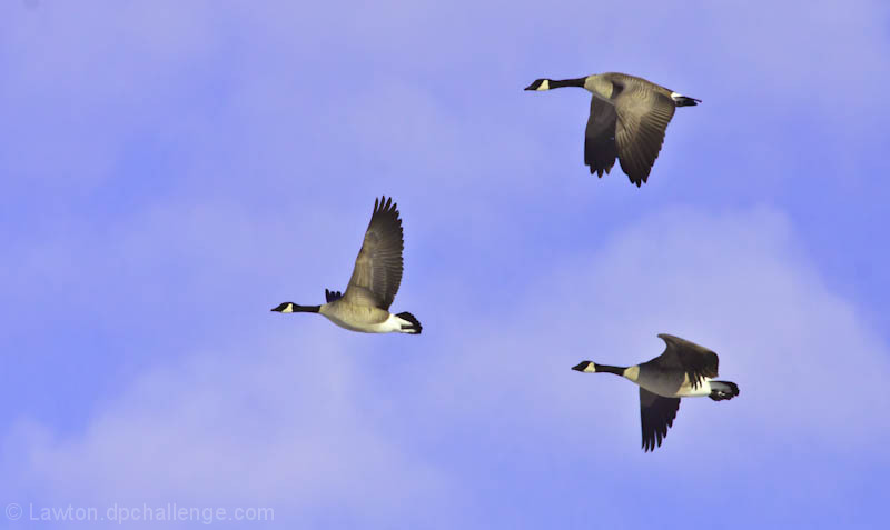 Three geese a flying