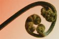 Uncurling