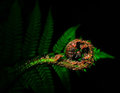 Unfurling Tree Fern