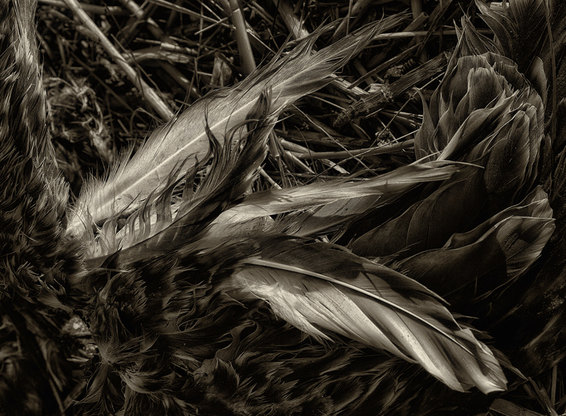 Death of a Gull