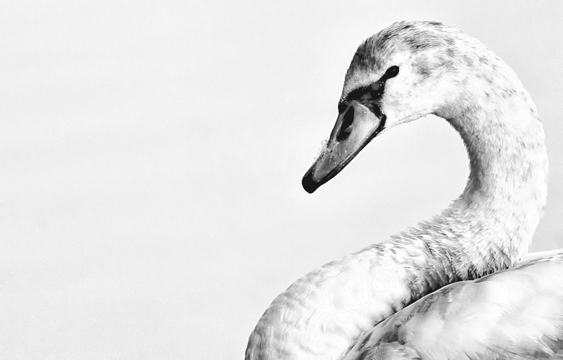 Cygnus