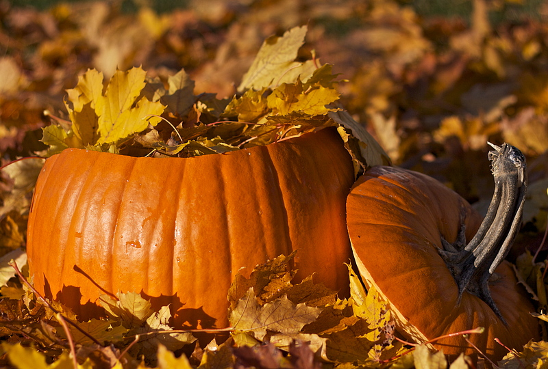 Leafy Filling