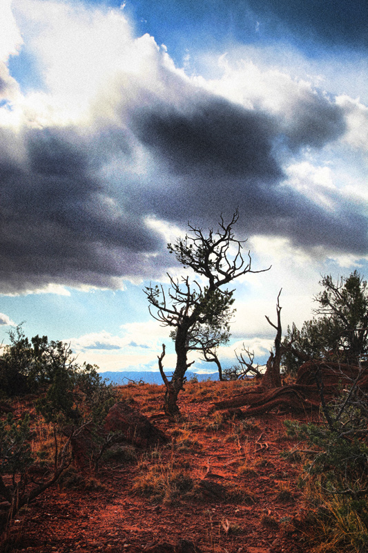 The Hanging Tree