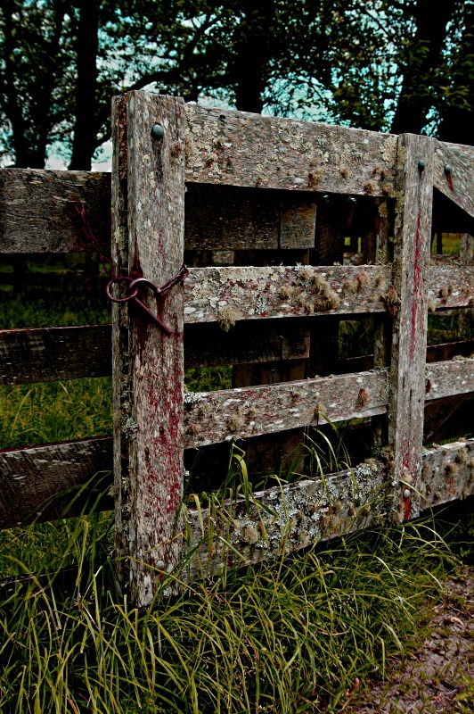 Old Farm Gate still going strong