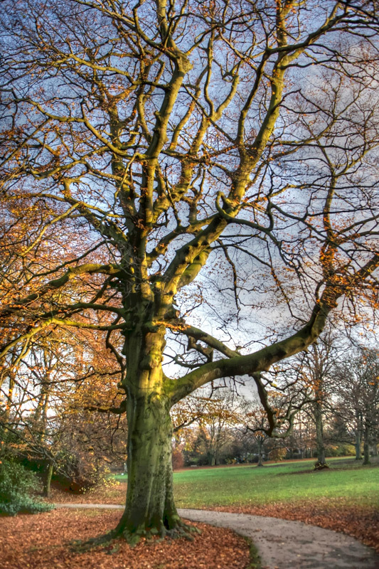 grand old tree