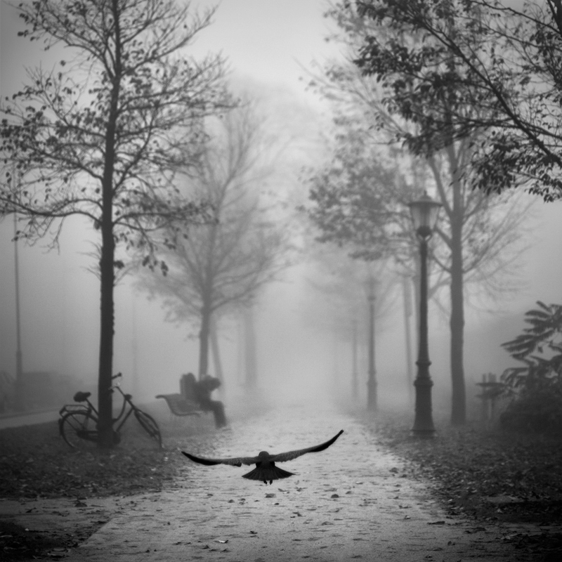 Crow