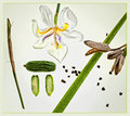 Dietes Grandiflora