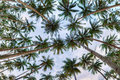 Palm Garden