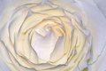 White Rose