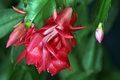 Christmas cactus blooming for Thanksgiving