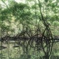 Palauen Mangrove