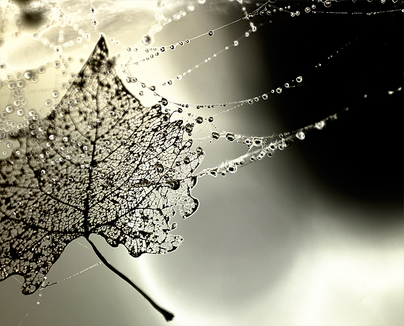 symbiosis
