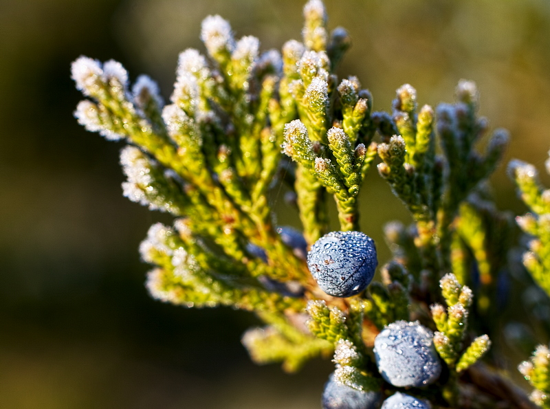 Frosty Morning Juniper