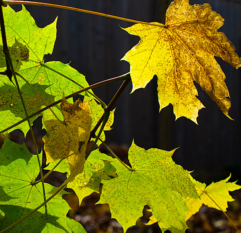 Acer Saccharum