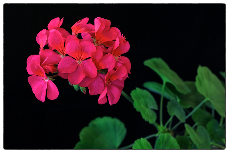 Red Geranium