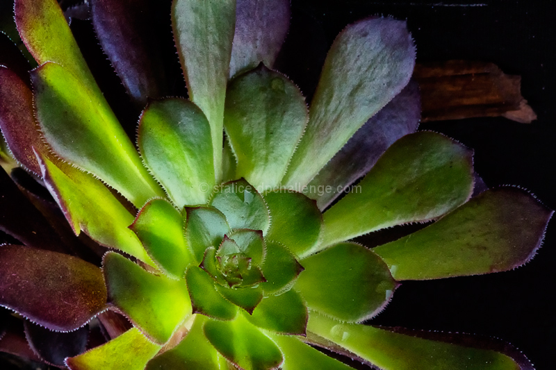 "Echeveria"