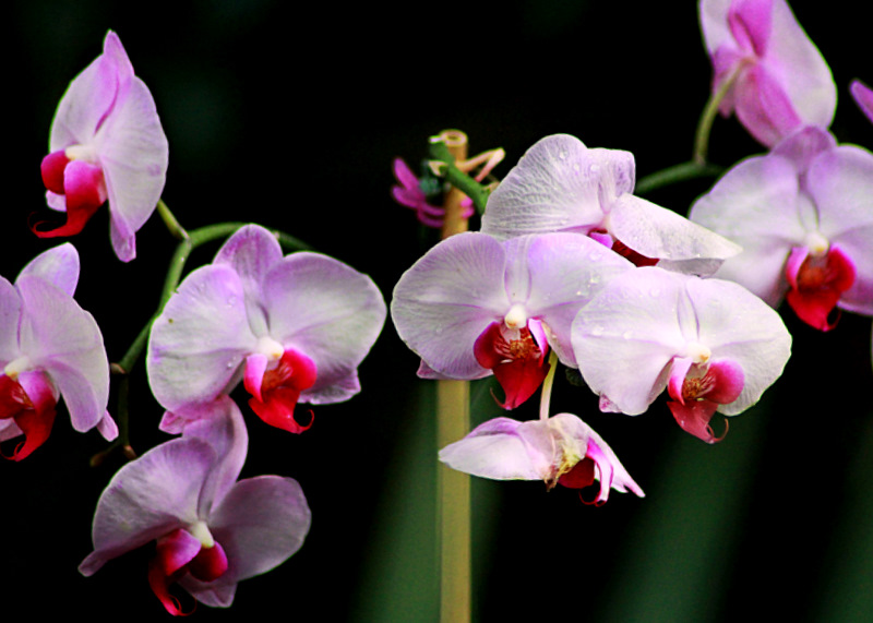 Orchids