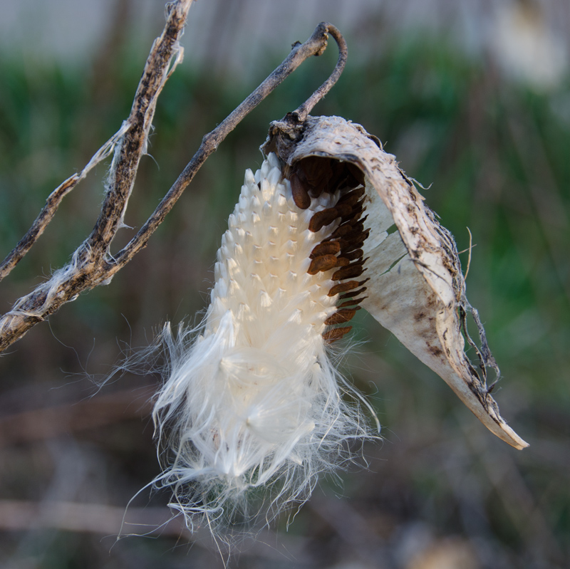  Asclepias Syriaca