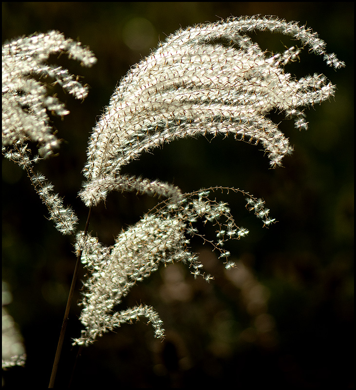 Pampas Grass