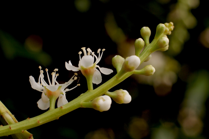 <i>Prunus laurocerasus</i>