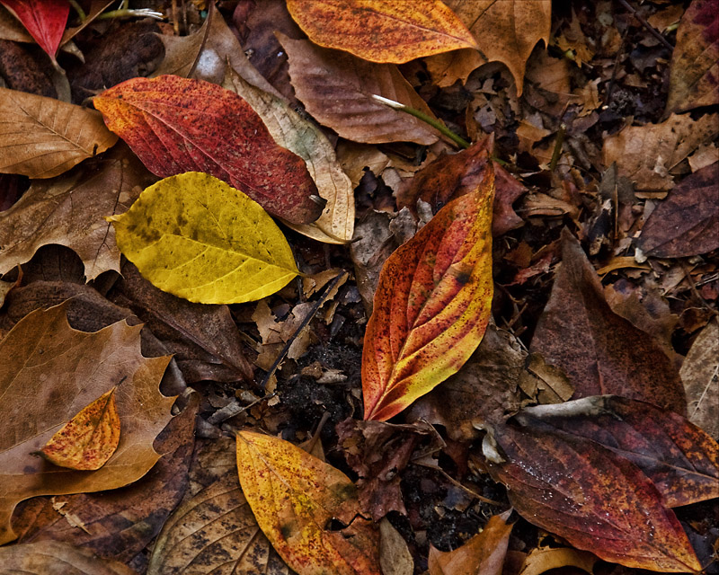 Fallen Leaves