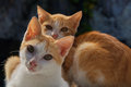 The Sister cAt