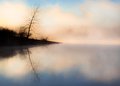 The Last Tree