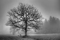 Defoliated