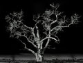 Stormy Nights
